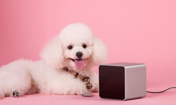 petcube κατοικίδιο ζώο σκυλί συσκευές gadgets κινητό τηλέφωνο πρωτότυπο
