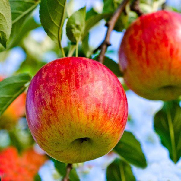 Τα μήλα είναι υγιή για να φυτέψουν μηλιές