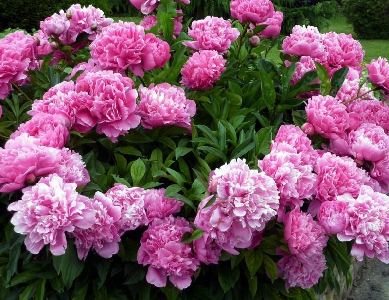 παιώνιες ροζ πολυετή φυτά