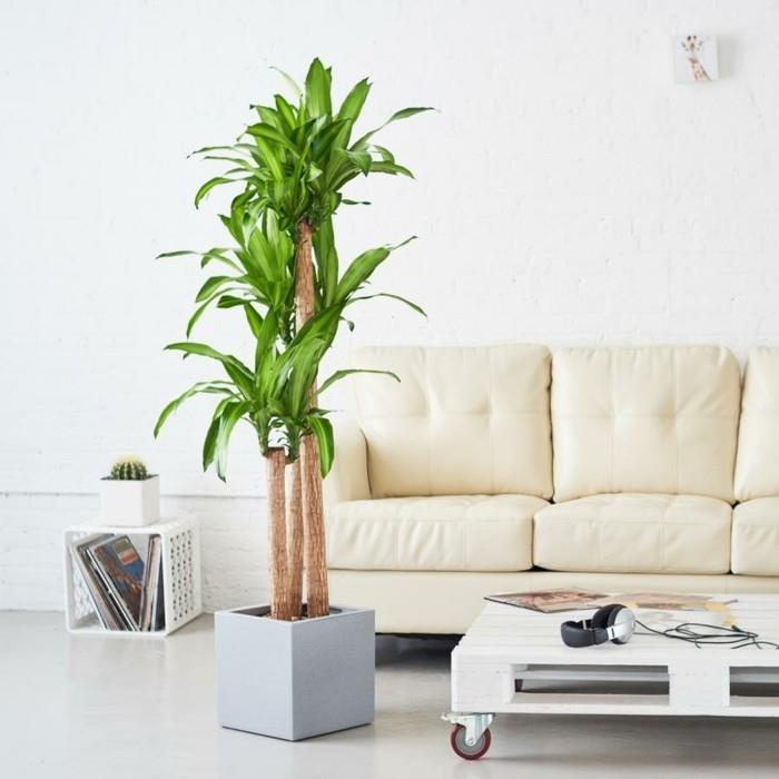 φυτό με μεγάλα φύλλα κομψή διακόσμηση ιδέα μοντέρνο σαλόνι