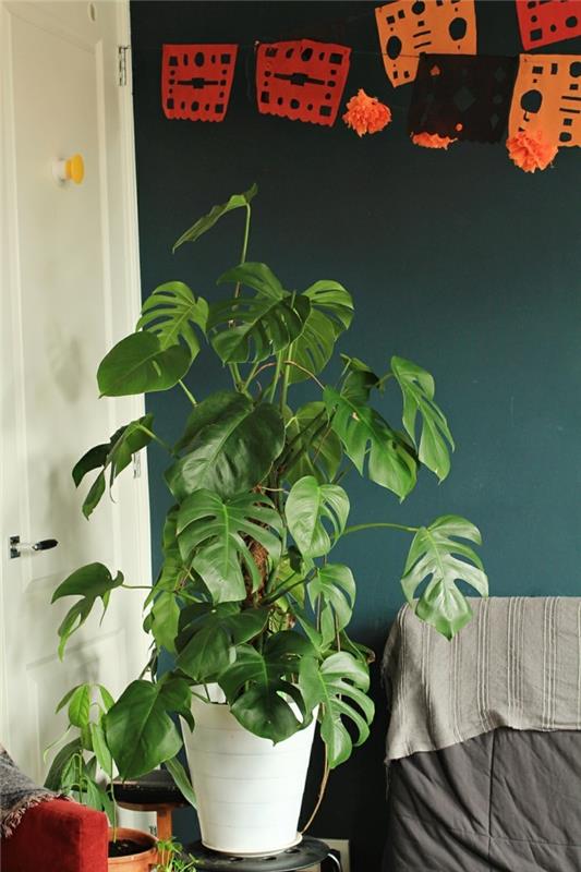 φυτό με μεγάλα φύλλα φυτό monstera διακοσμούν το σαλόνι