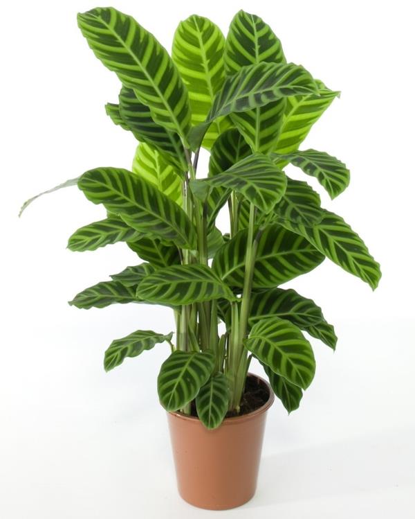 φυτό εύκολη φροντίδα όμορφα φύλλα καφέ δοχείο φυτών