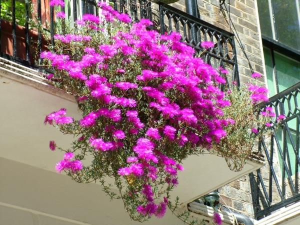 Τα φυτά για το μπαλκόνι κρέμονται ροζ λουλούδια