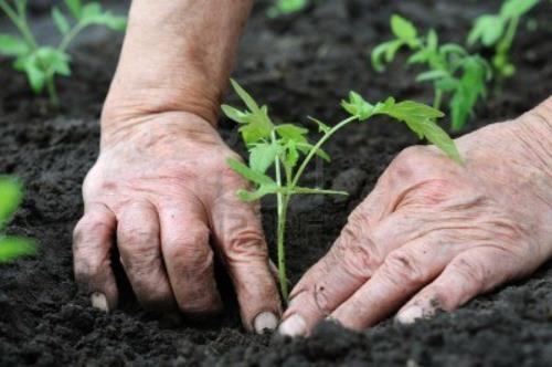 φυτά άνοιξη καλλιέργεια μεταμόσχευση σπόρων νεαρό φυτό