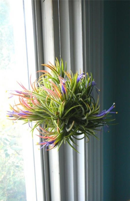 φροντίδα φυτών κρεμασμένο παράθυρο αέρα φυτών