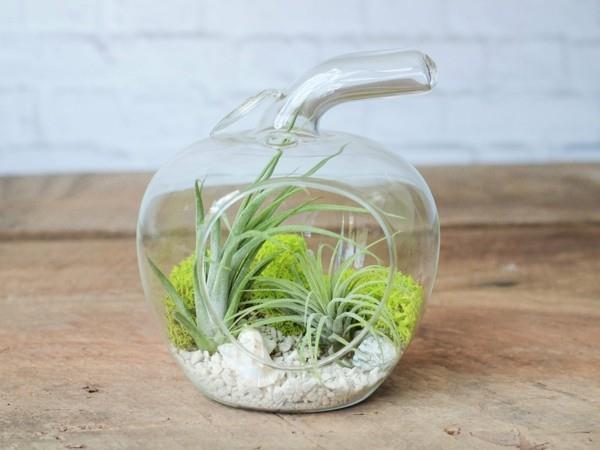 φυτό terrarium μήλο σχήμα ιδέα