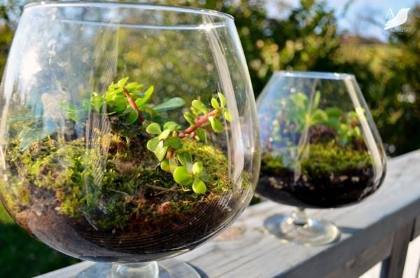 φυτά terrarium διακόσμηση για τη βεράντα