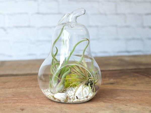φυτική λάμπα terrarium