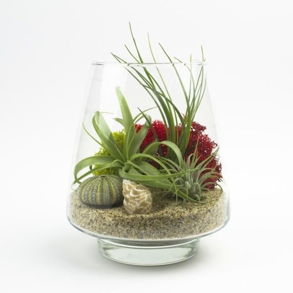 φυτά terrarium ενδιαφέρον