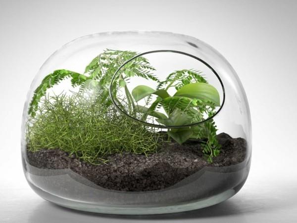 φυτό terrarium οβάλ μεγάλη