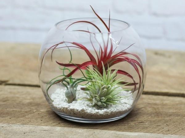 φυτά terrarium κόκκινη πράσινη αντίθεση