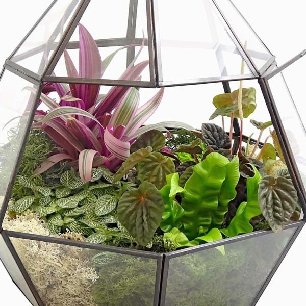 φυτά terrarium όμορφο σχήμα