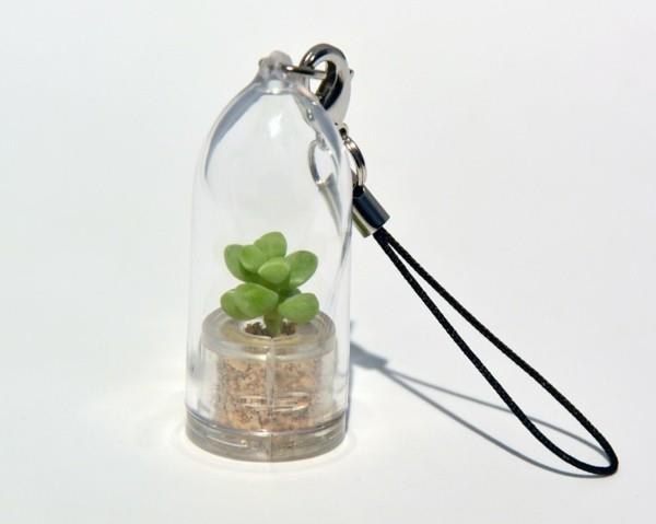 φυτά terrarium όμορφο γυαλί