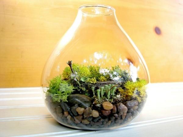 φυτό terrarium μειώνεται προς τα κάτω