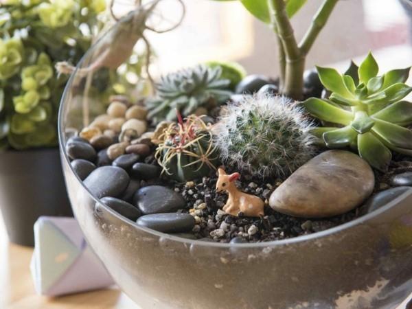 φυτά terrarium παχύφυτα και πέτρες