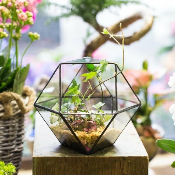 φυτό terrarium μεγάλη γεωμετρική ιδέα