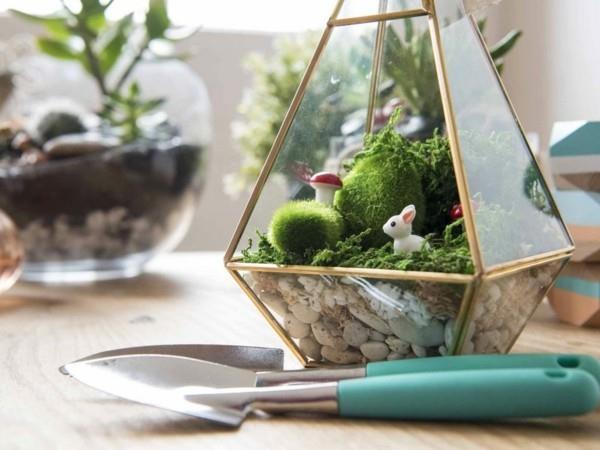 φυτά terrarium διαφορετικές γωνίες