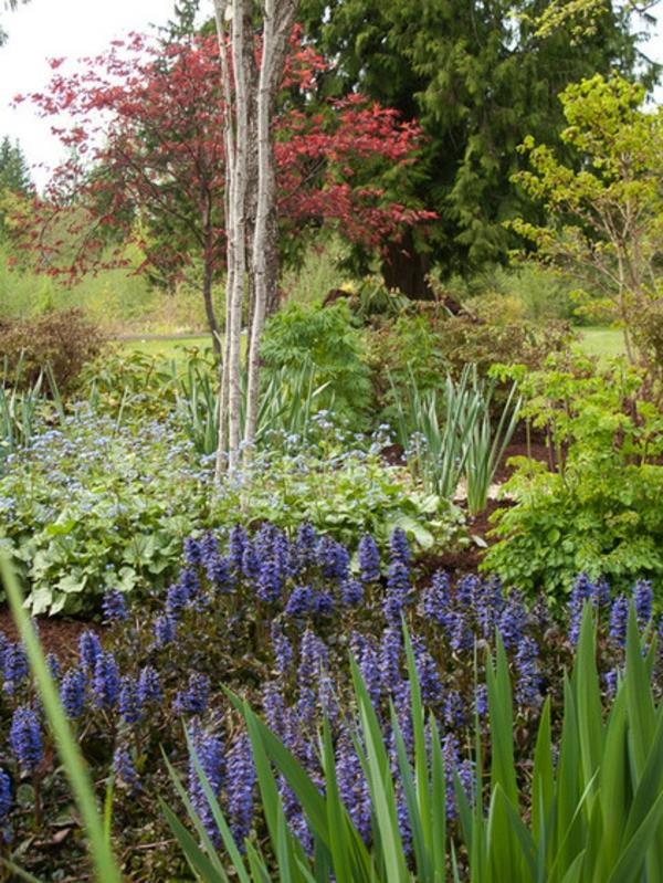 είδη φυτών ιδέες φυτά κήπου günsel μπλε εύκολο στη φροντίδα