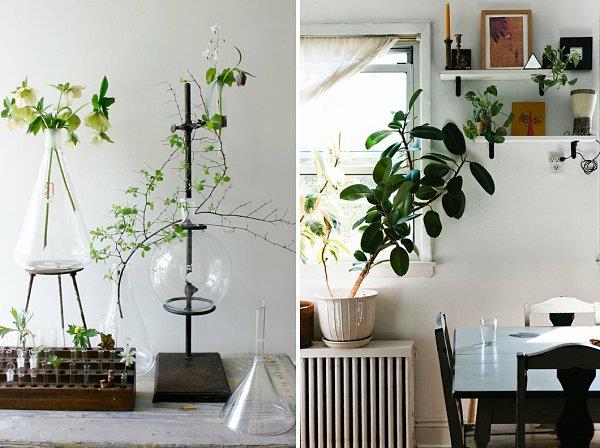 Εύκολη φροντίδα παράθυρο γλάστρα επίδειξη όμορφο εσωτερικό φυτά γυαλί