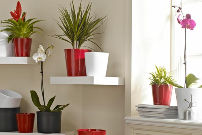 φυτά εσωτερικού χώρου με εύκολη φροντίδα εικόνες φυτικές γλάστρες κόκκινο λευκό
