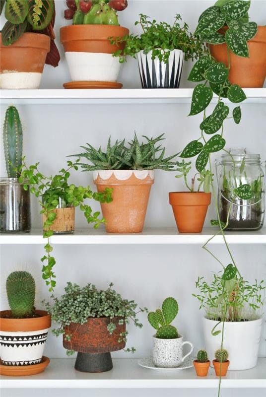 φυτά εσωτερικού χώρου με εύκολη φροντίδα εικόνες ράφι τοίχου με φυτά σε γλάστρες