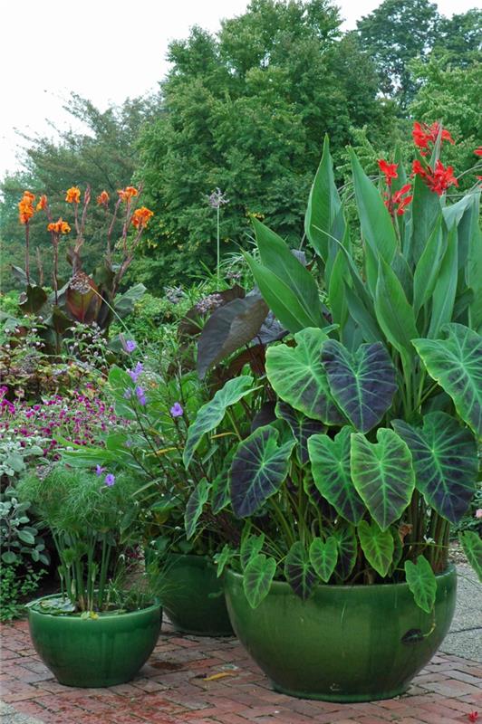 κήποι με εύκολη φροντίδα elefantenohr όμορφες ιδέες κήπου