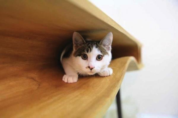 εύκολη φροντίδα κατοικίδια τραπέζι γάτας ruan hao