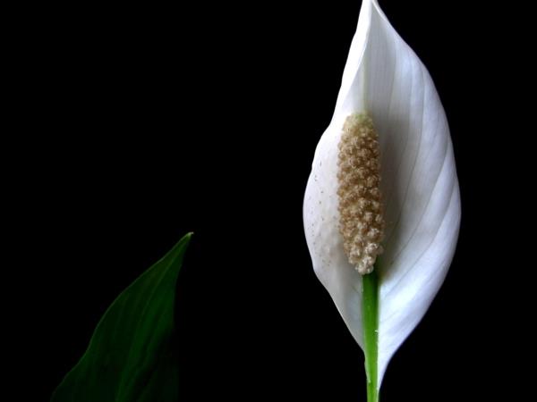 εύκολη φροντίδα φυτά εσωτερικού χώρου ειρήνη κρίνο λευκό άνθισε