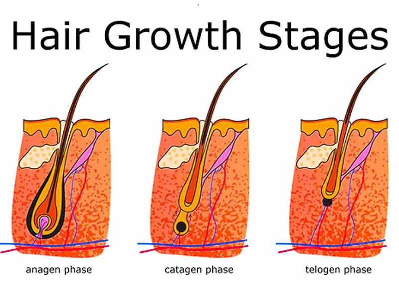 Plaukų augimo ciklo etapai