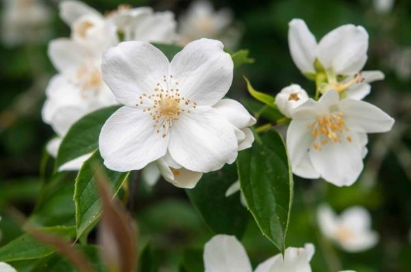 θάμνοι philadelphus coronarius ταχέως αναπτυσσόμενοι