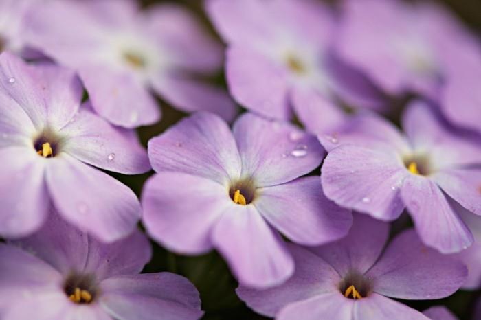 phlox diffusa κάλυψη εδάφους μερικής σκιάς ηλιόλουστα φλόγα λουλούδια