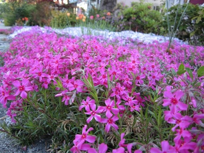 phlox diffusa φλόγα λουλούδια εδαφοκάλυμμα