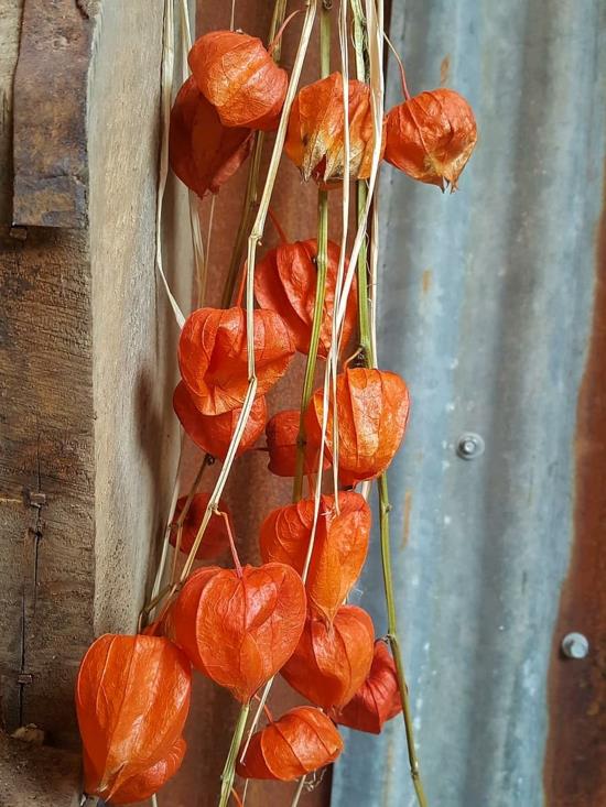 Physalis λάμπιον λουλούδι φθινοπωρινές ιδέες διακόσμησης