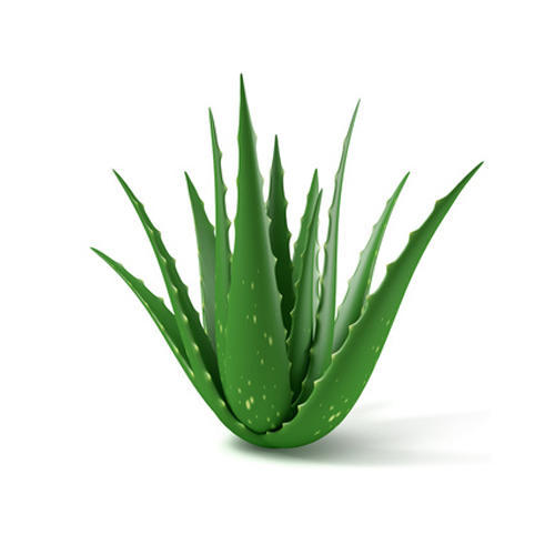 Aloe Vera nuo spuogų ant krūtinės