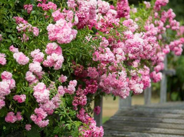 ροζ αναρρίχηση τριαντάφυλλο συμβουλές κήπο