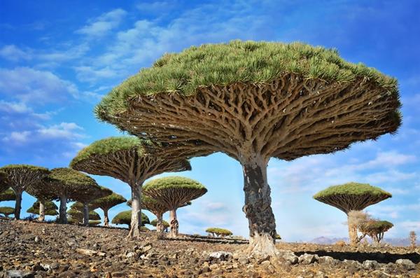 ο πλανήτης μας dragonblood δέντρα socotra yemen