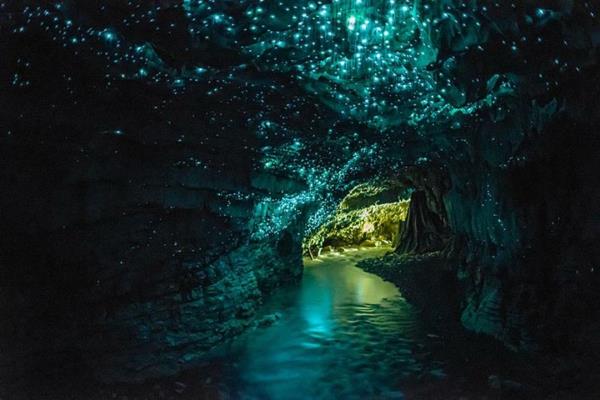 πλανήτη γη waitomo glowworms σπήλαιο Νέα Ζηλανδία