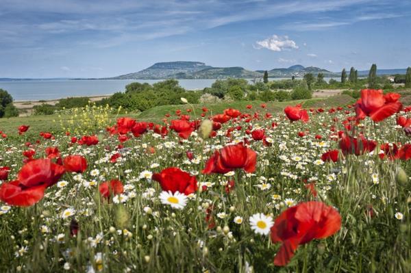 λίμνη balaton φύση καλοκαίρι λουλούδια λιβάδι