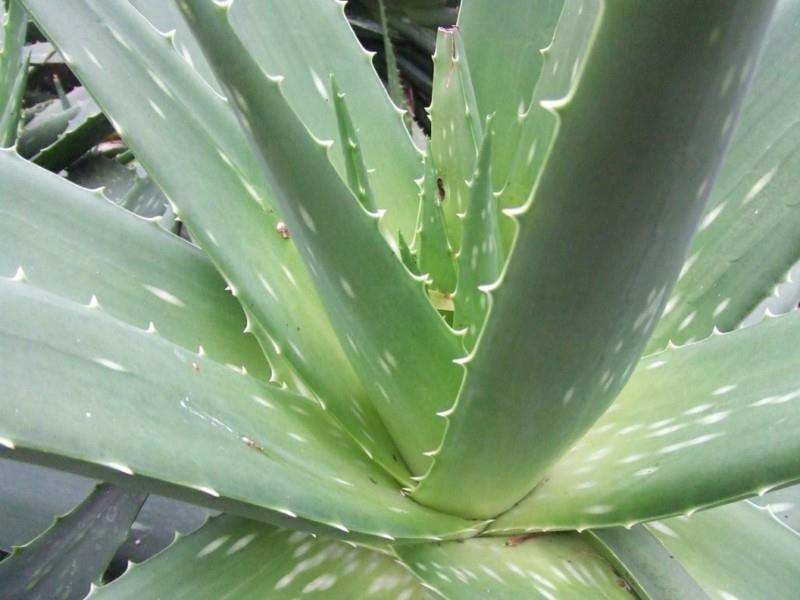 φυτά εσωτερικού χώρου με εύκολη φροντίδα Φυτά εσωτερικού χώρου Aloe Vera