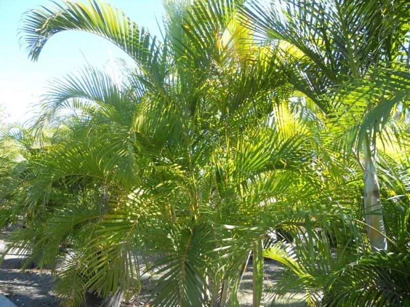 φυτά εσωτερικού χώρου με εύκολη φροντίδα areca palms house φυτά είδη φοίνικα