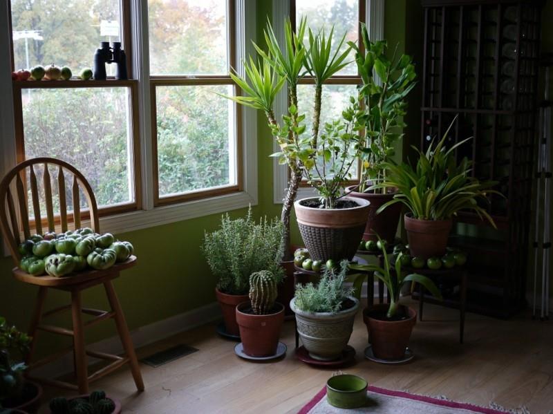 φυτά εσωτερικού χώρου με εύκολη φροντίδα φυτά εσωτερικού χώρου χαμηλού φωτισμού
