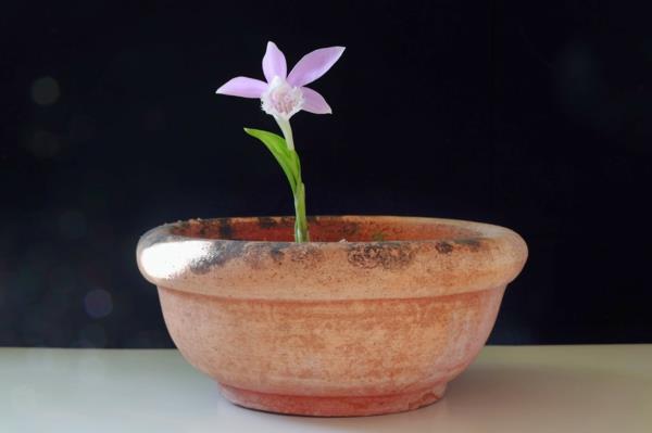 διακόσμηση παραθύρου ορνιθιάς pleione formosa