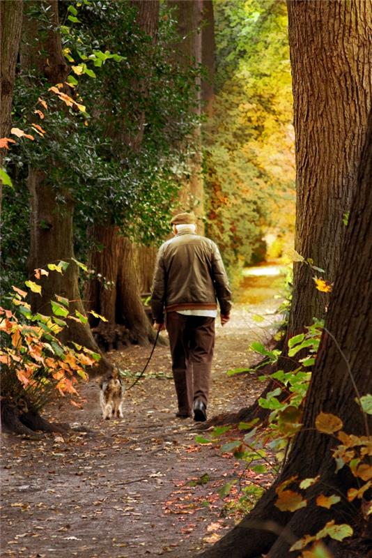 σκεφτείτε θετικά μάθετε να περπατάτε στη φύση γέροντας σκύλος