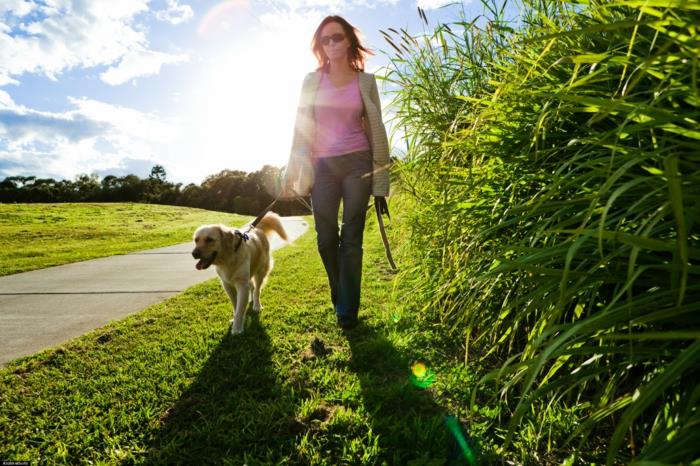 μάθετε θετική σκέψη σκύλος περπατά στη φύση