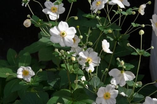 Πλούσια φυτά στο καλά περιποιημένο κίτρινο λευκό φύλλωμα λουλουδιών