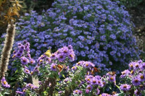 Πλούσια φυτά στον περιποιημένο κήπο των πεταλούδων με μοβ άνθη