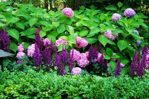 Πλούσια φυτά στον καλά περιποιημένο κήπο ανθίζουν μοβ ροζ φρέσκα
