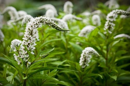 Πλούσια φυτά στον περιποιημένο κήπο λευκά είδη λουλουδιών tataricus