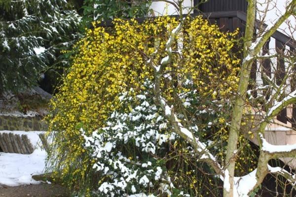 υπέροχο φυτό κήπο χειμώνα γιασεμί