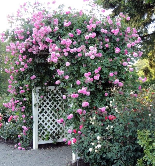 υπέροχα ροζ αναρριχώμενα τριαντάφυλλα